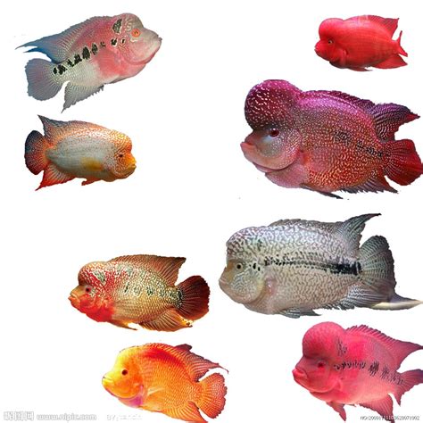 紅羅漢魚|羅漢魚認識及飼養 養魚須知 – 寵物百科